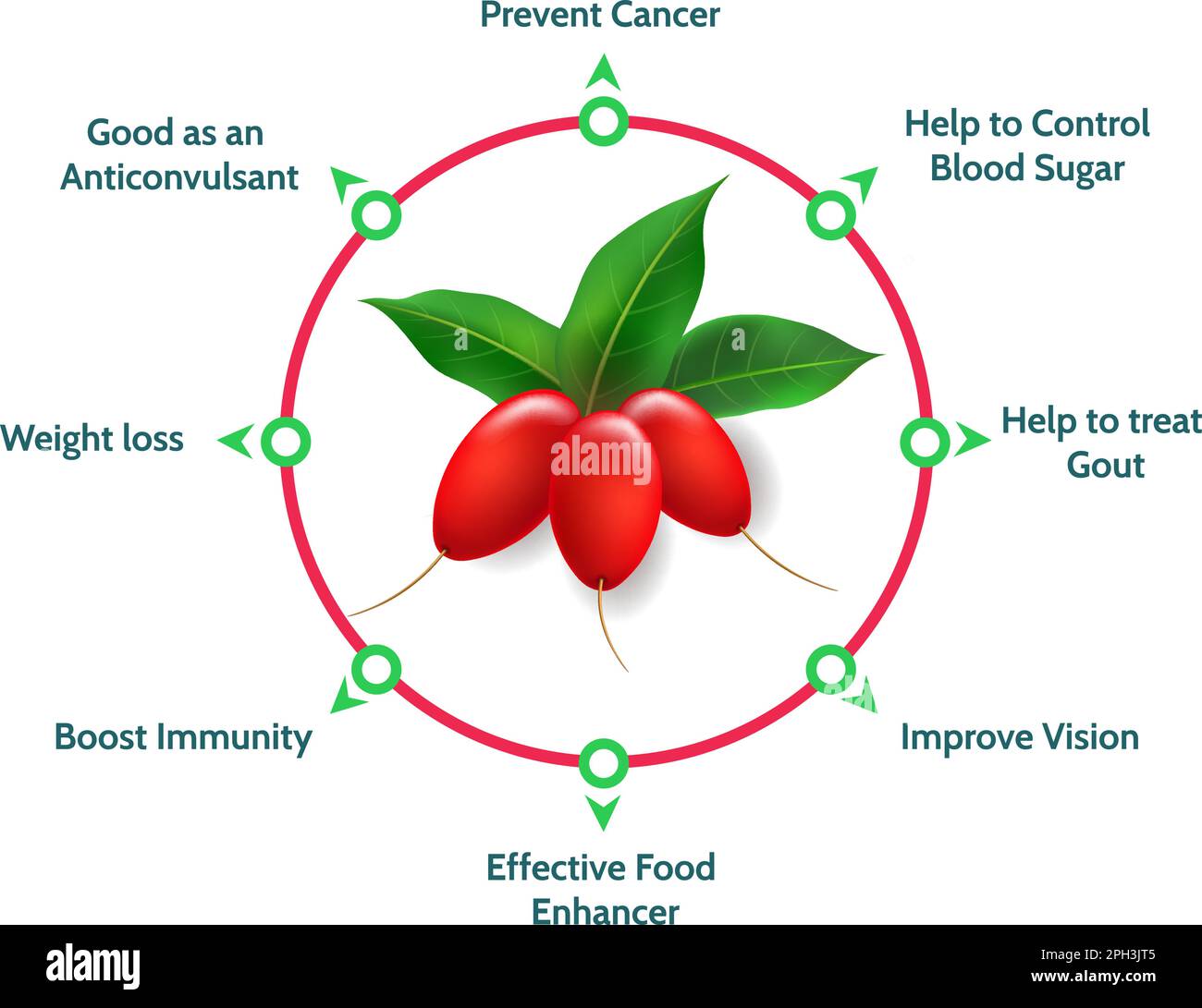 Miracle fruit vitamins. Sweet berries benefits diagram, synsepalum