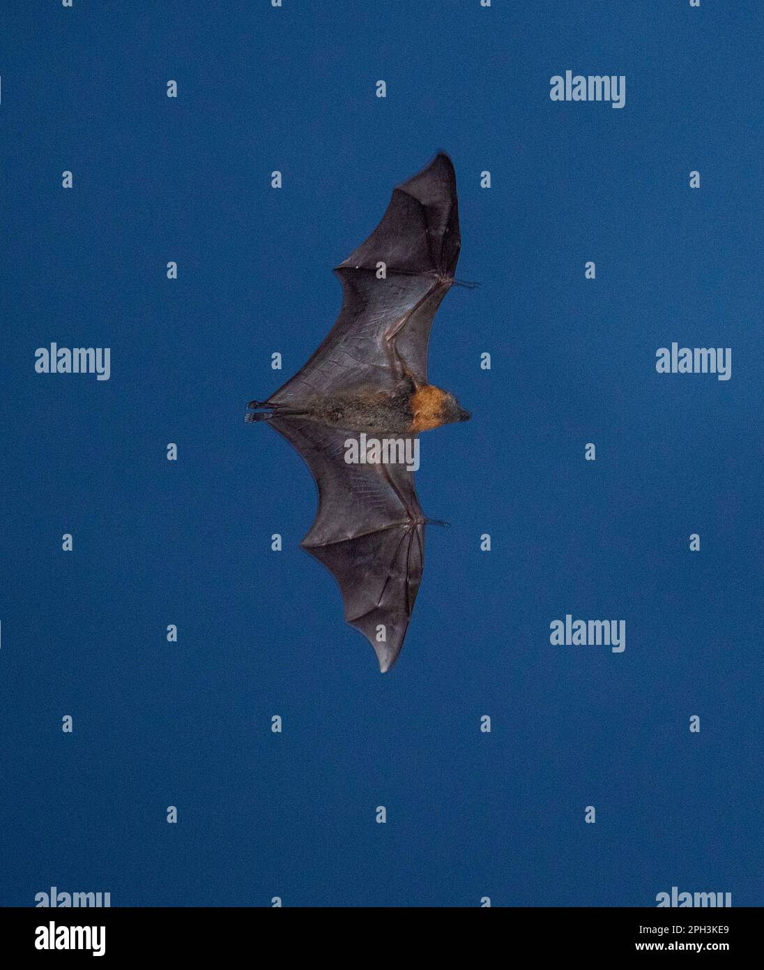 grey headed flying fox bat flying at night Stock Photo - Alamy