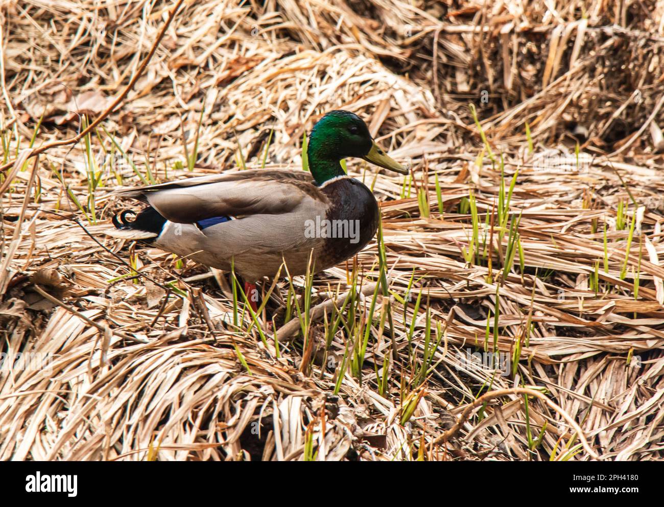 Colorful Male Mallard duck at water's edge, dried grass and spring shoots.  Bright green head, purple feathers on side. Stock Photo