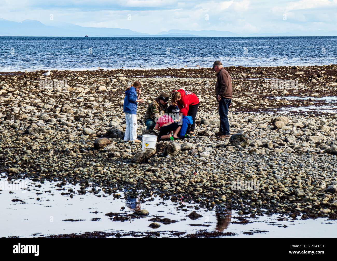 Family enjoying the beach at low tide, looking at tidal pools at spring break.  Sunny day, rocky beach. Stock Photo