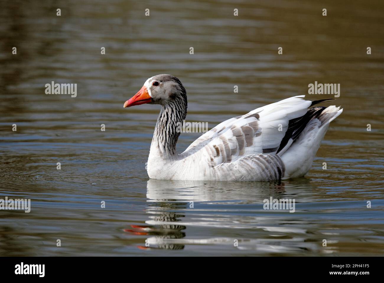 Greylag Goose Hybrid Stock Photo - Alamy