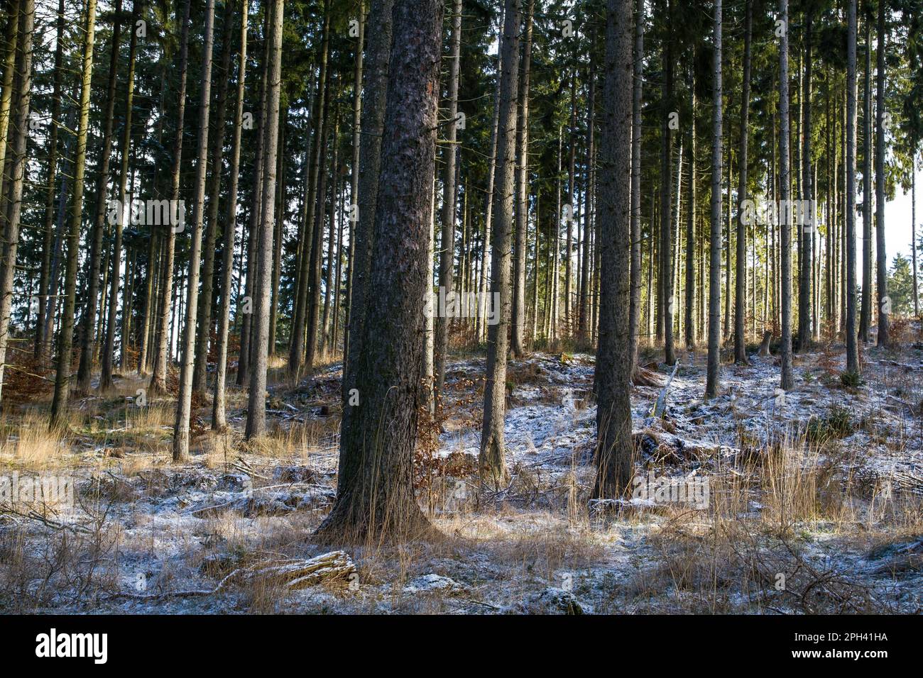 Forest old spruce bed sand Stock Photo - Alamy