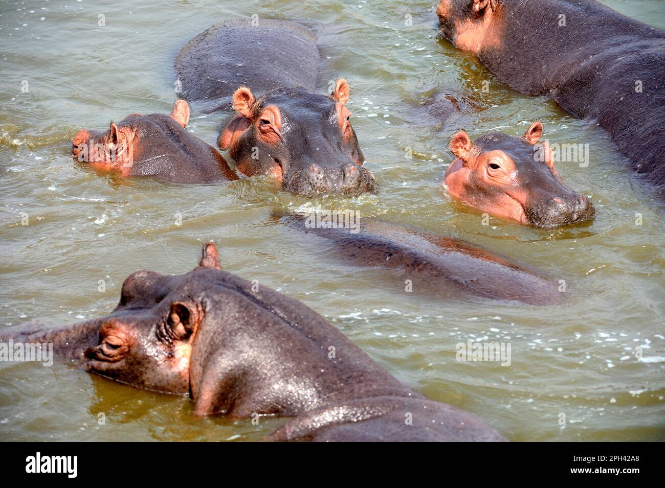 Hippopotamus (Hippopotamus amphibius), hippopotamus, Hippos, ungulates
