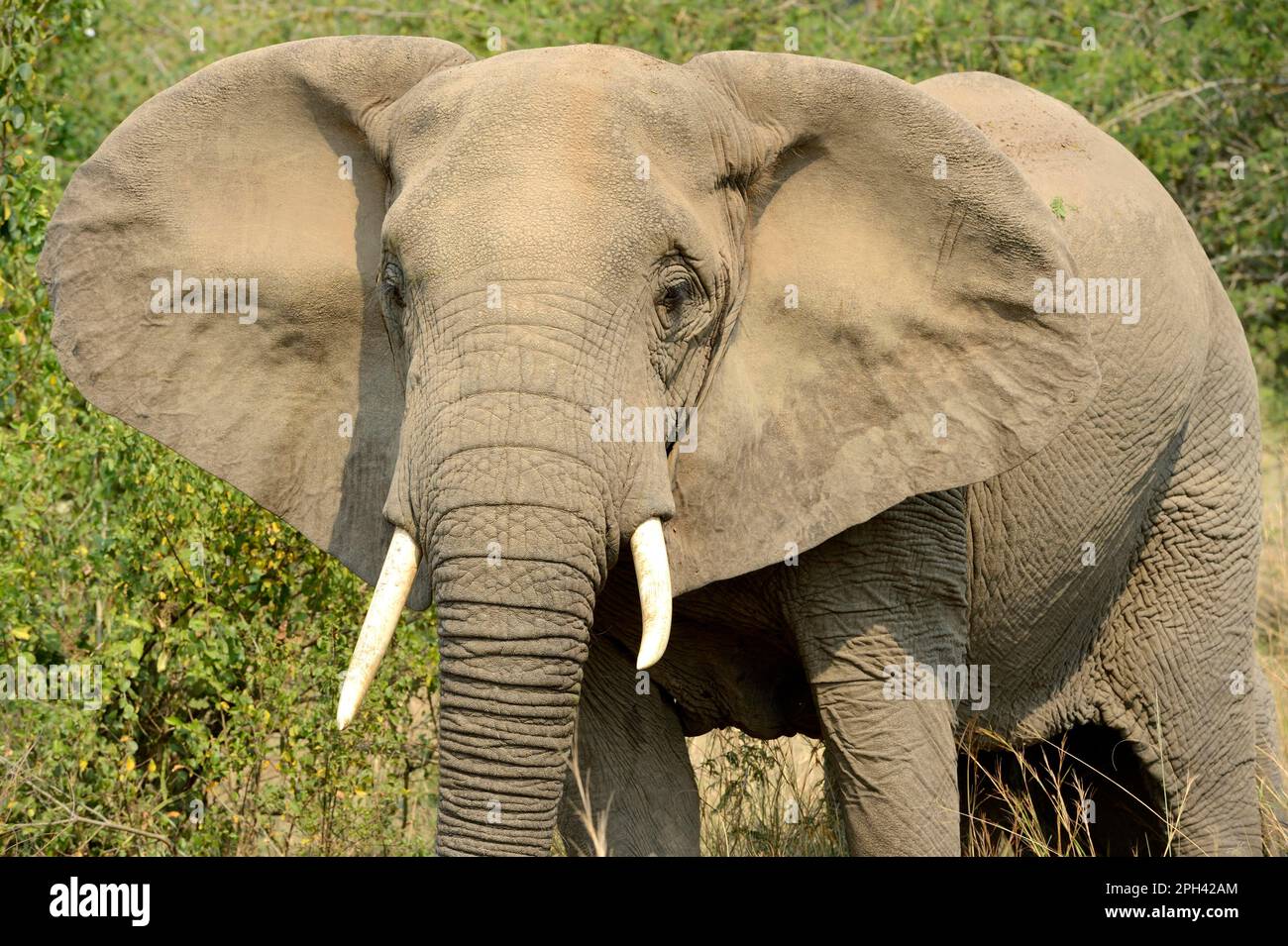 African elephant (Loxodonta africana) elephant, elephants, mammals, animals Elephant female portrait, Queen Elizabeth National Park, Uganda Stock Photo