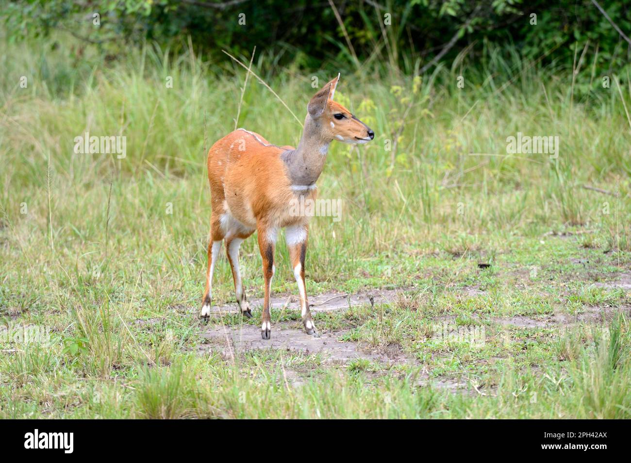 Common duiker (Sylvicapra grimmia), Antelopes, Ungulates, Even-toed ungulates, Mammals, Animals, Common duiker, Akagera National Park, Rwanda Stock Photo