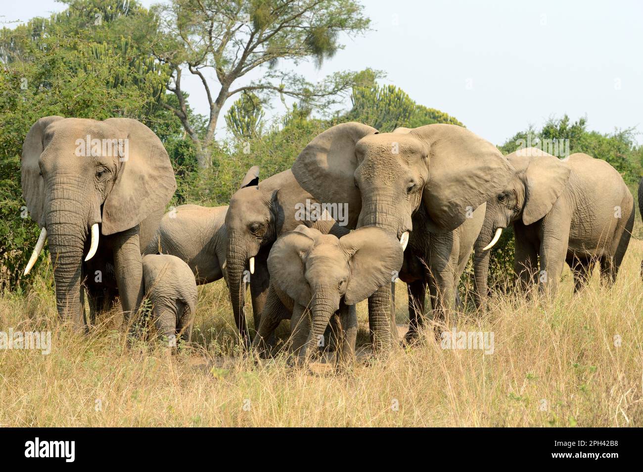 African elephant (Loxodonta africana) Elephant, elephants, mammals