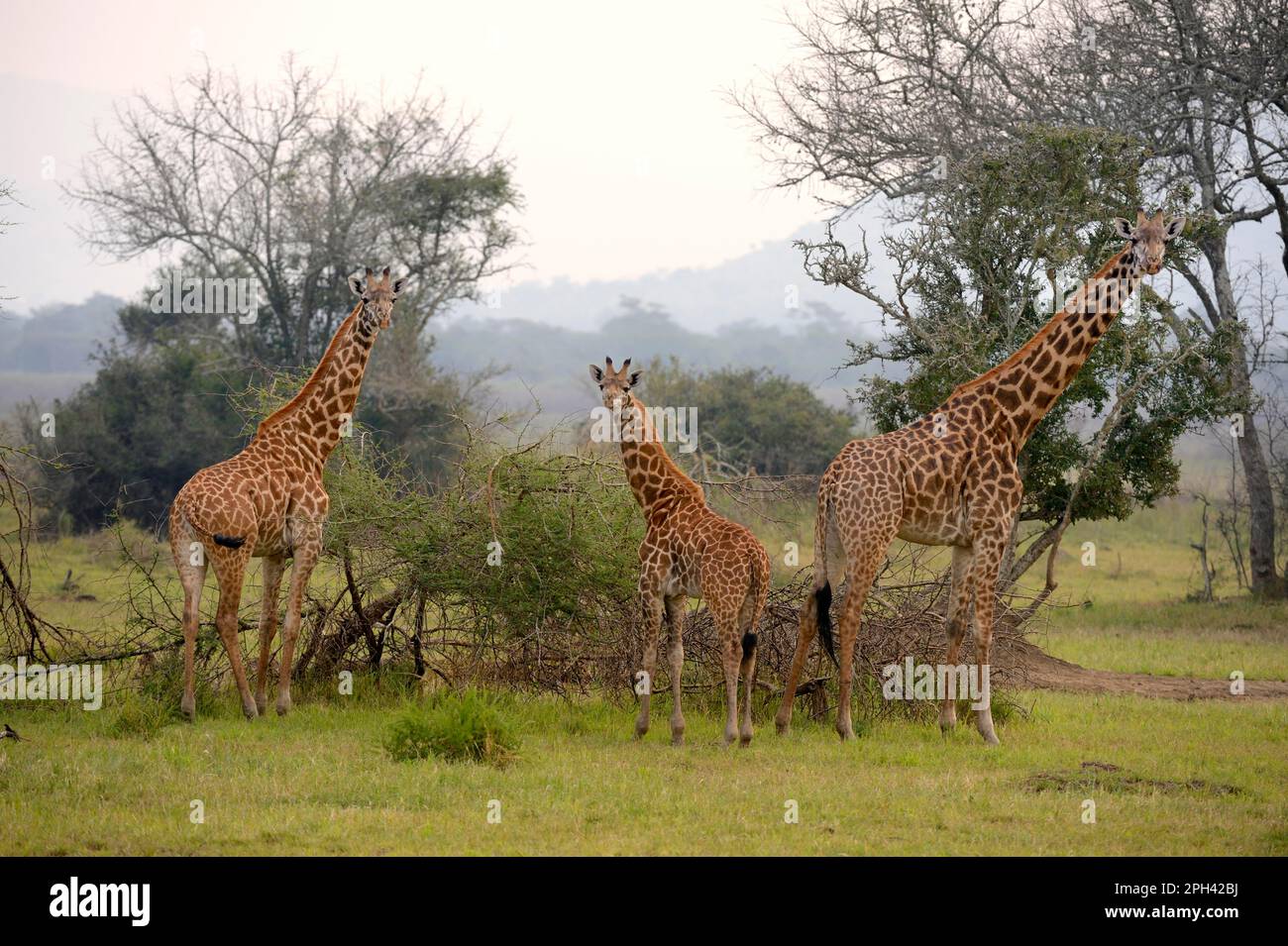 Masai giraffe (Giraffa camelopardalis tippelskirchi), group with young feeding in the acacia bush, Akagera National Park, Rwanda Stock Photo