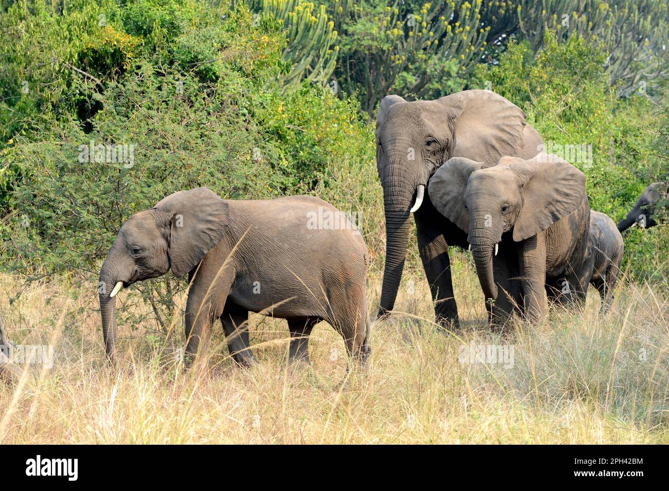 African elephant (Loxodonta africana) Elephant, elephants, mammals, animals Elephant, group with females and youngs foraging in the savanna, Queen Stock Photo