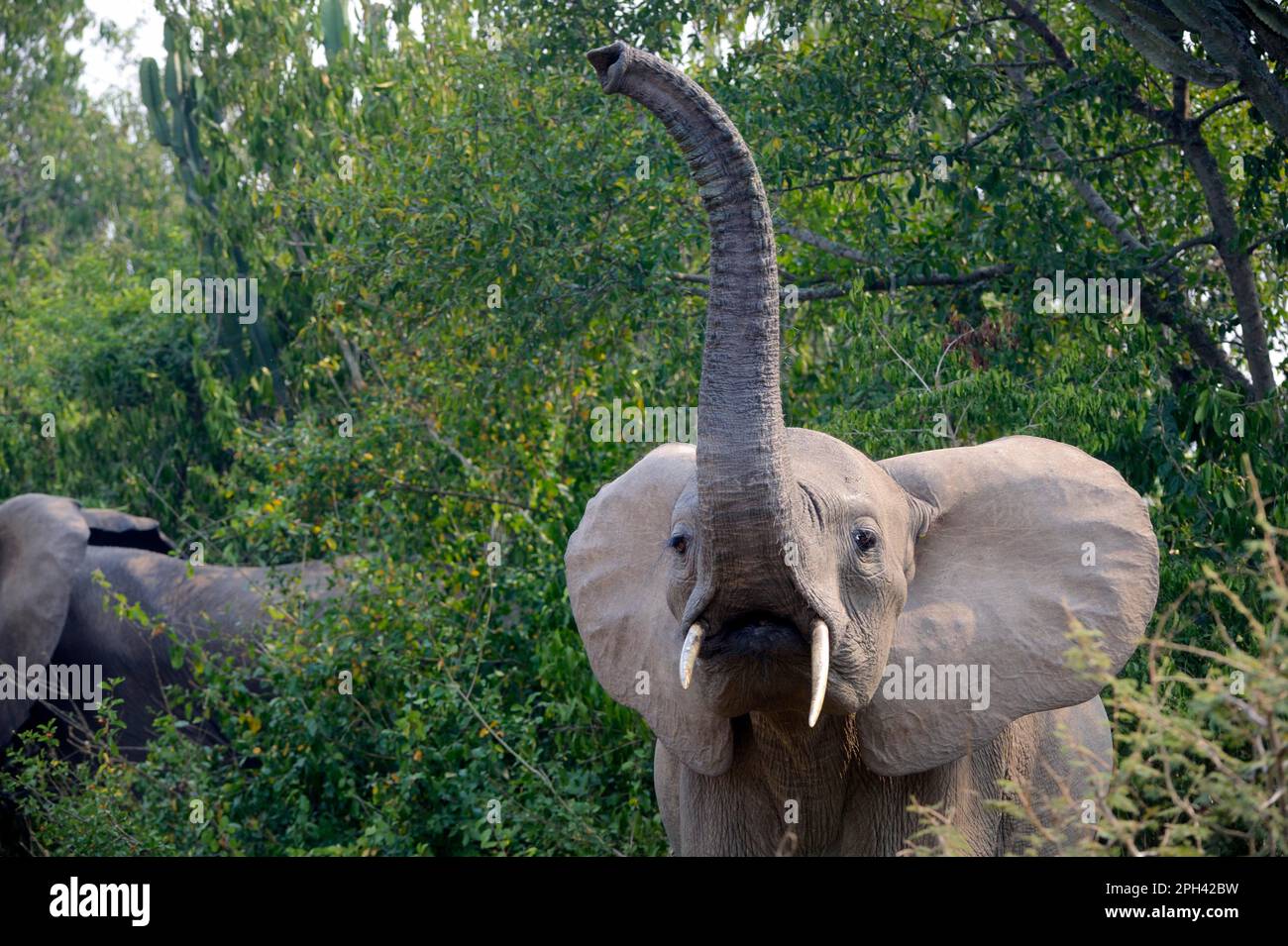 African elephant (Loxodonta africana) elephant, elephants, mammals, animals Elephant raising trunk, Queen Elizabeth National Park, Uganda Stock Photo