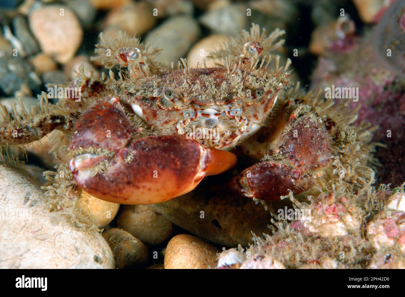 Bristly crabs (Pilumnus hirtellus), Other animals, Crabs, Crustaceans, Animals, Hairy Crab adult, on shingle seabed, Fleet, Dorset, England, United Stock Photo