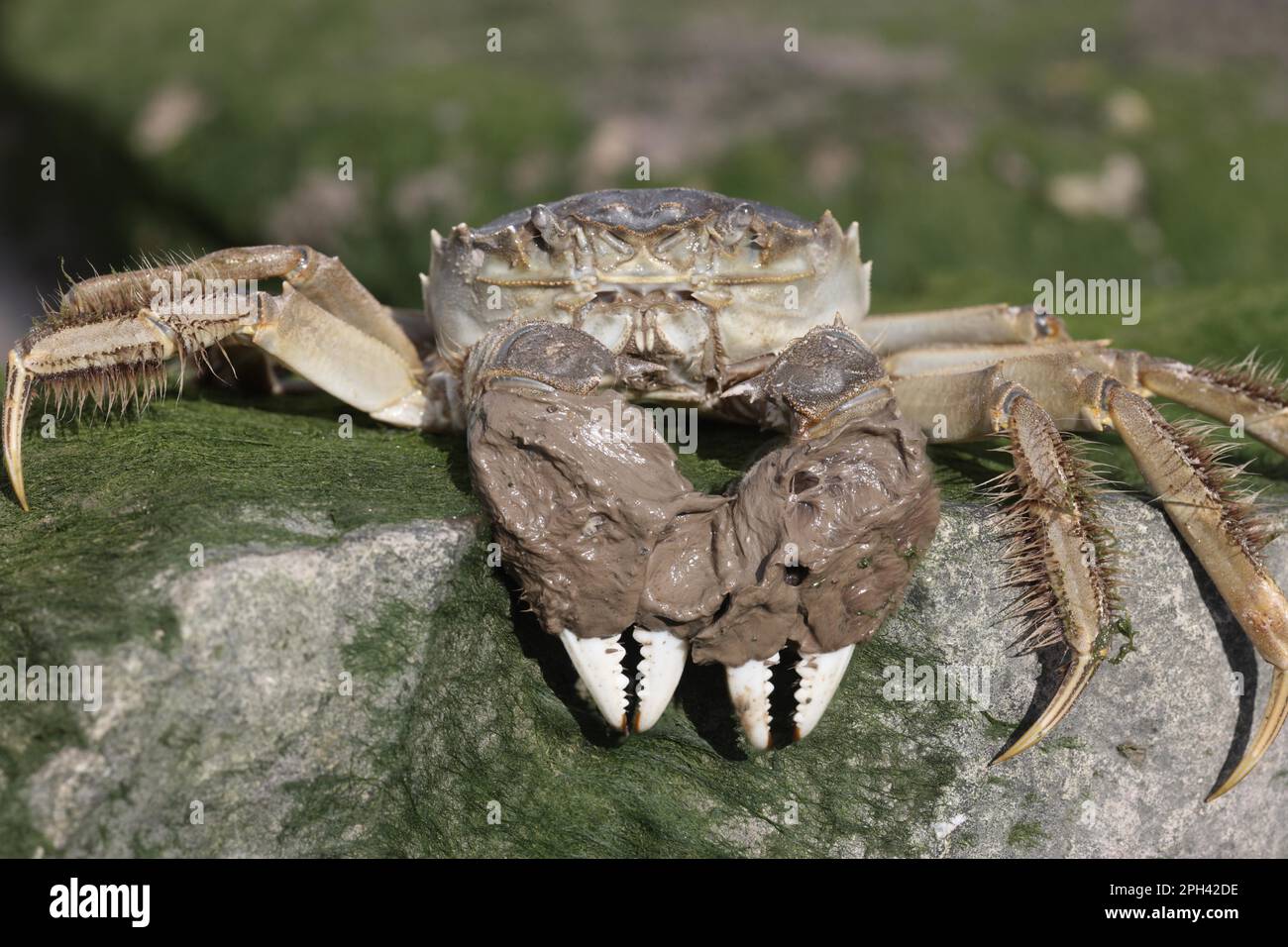 Chinese Mitten Crab Eriocheir Sinensis Introduced Species Adult Chinese Mitten Crab Eriocheir Sinensis Introduced Species Adult