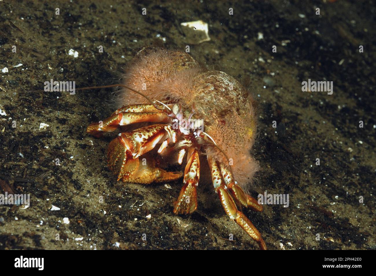 Common hermit crab (Pagurus bernhardus) adult, with hermit crab fur hydroid (Hydractinia echinata) on shell, on mud in sea mud, Loch Fyne, Argyll and Stock Photo