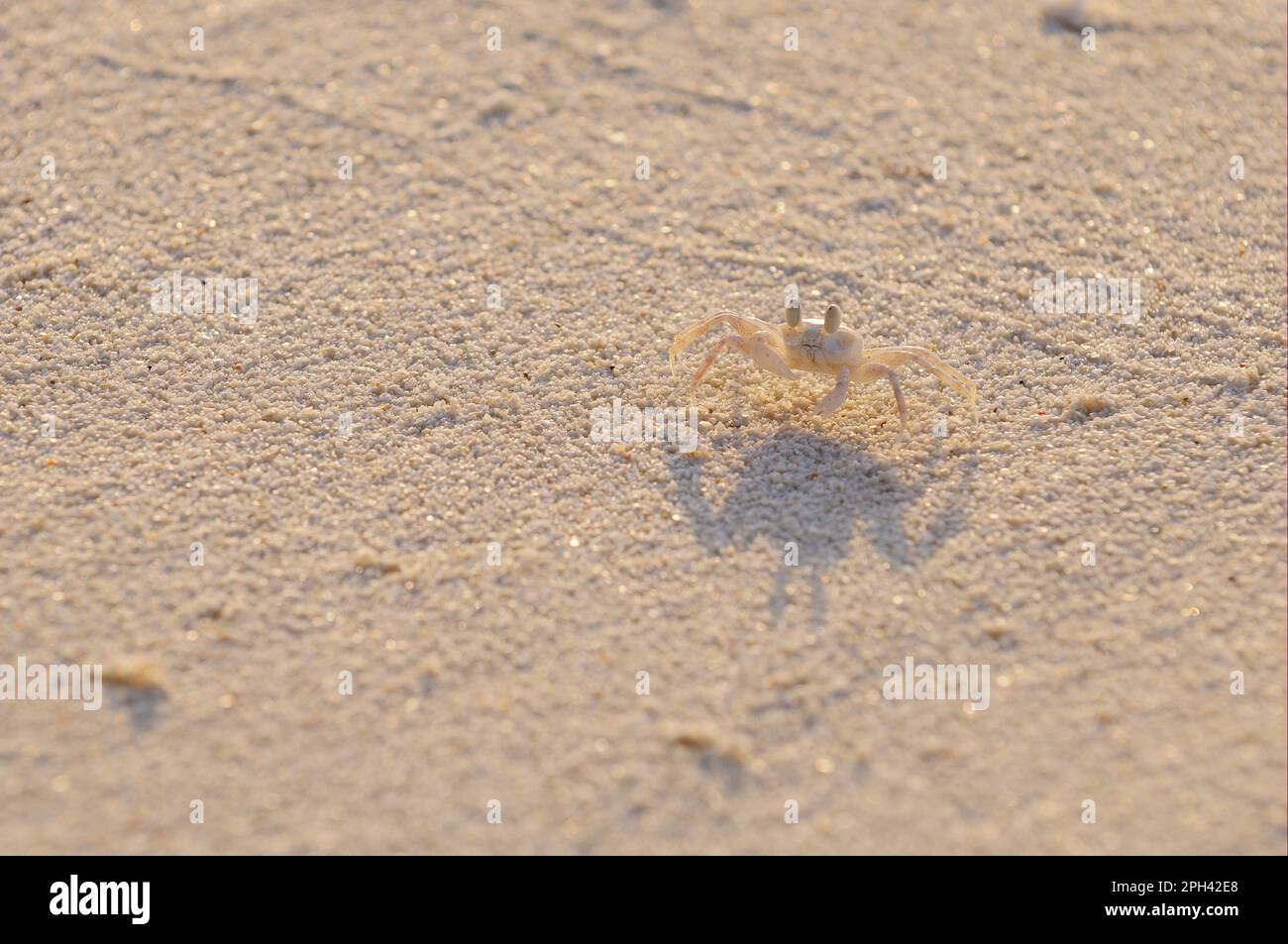 Horned Ghost Crab (Ocypode ceratophthalmus) adult, with eyes protruding