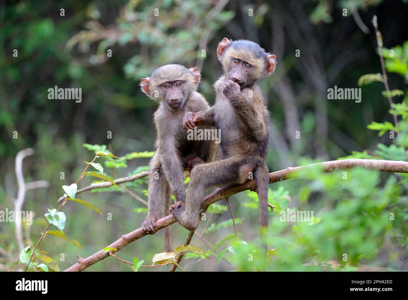 Young olive baboons (Papio cynocephalus anubis) playing together in the tree, Akagera National Park Stock Photo