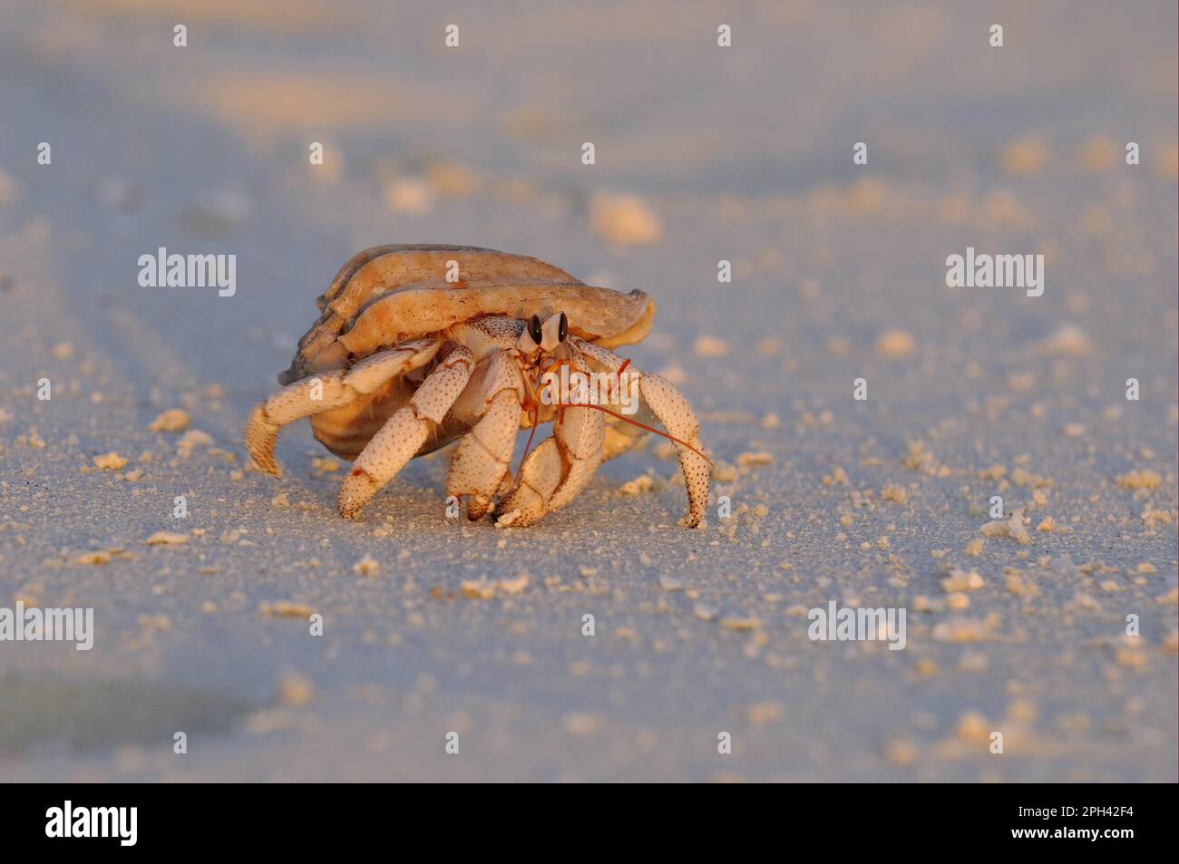Strawberry Land Hermit Crab, strawberry hermit crabs (Coenobita perlatus), Land hermit, Other animals, Crustaceans, Animals, Strawberry Land Hermit Stock Photo