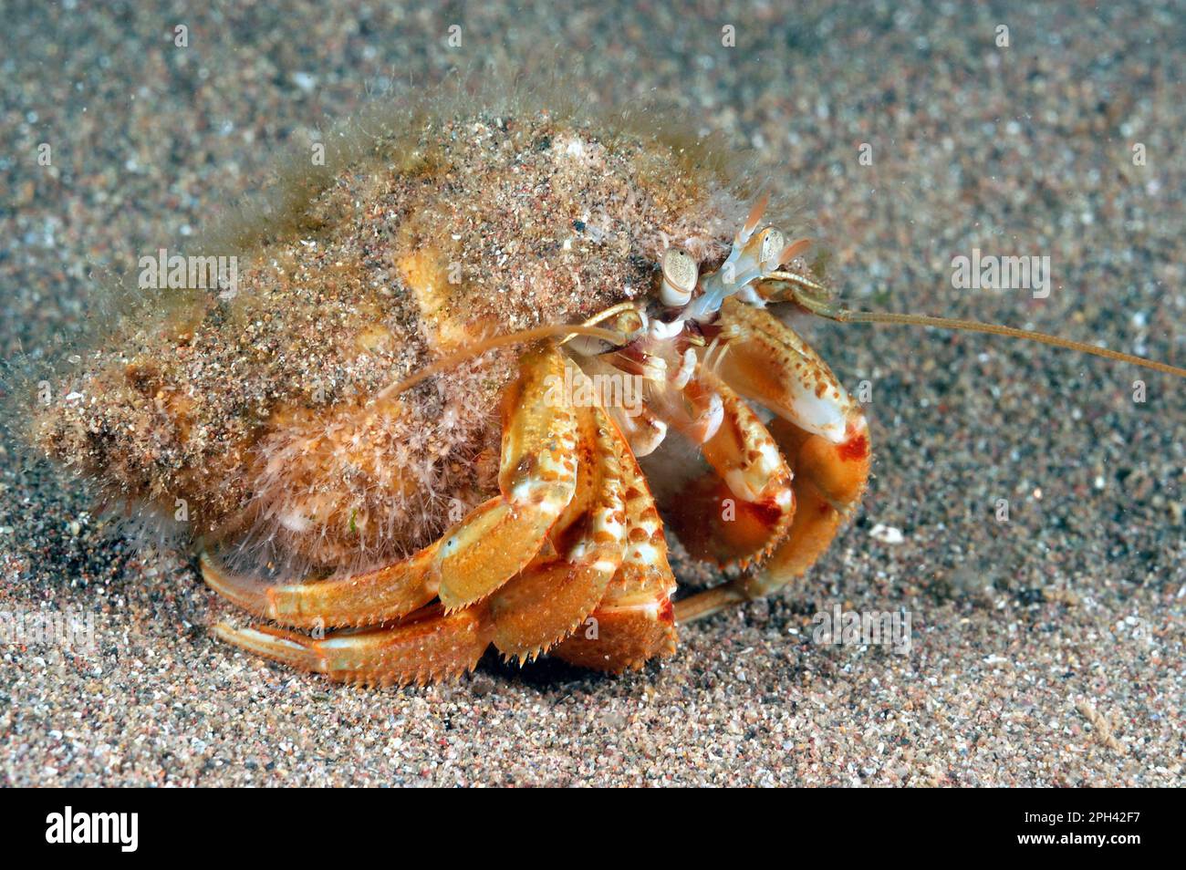 North Sea hermit crab, Common hermit crab, common hermit crab, North