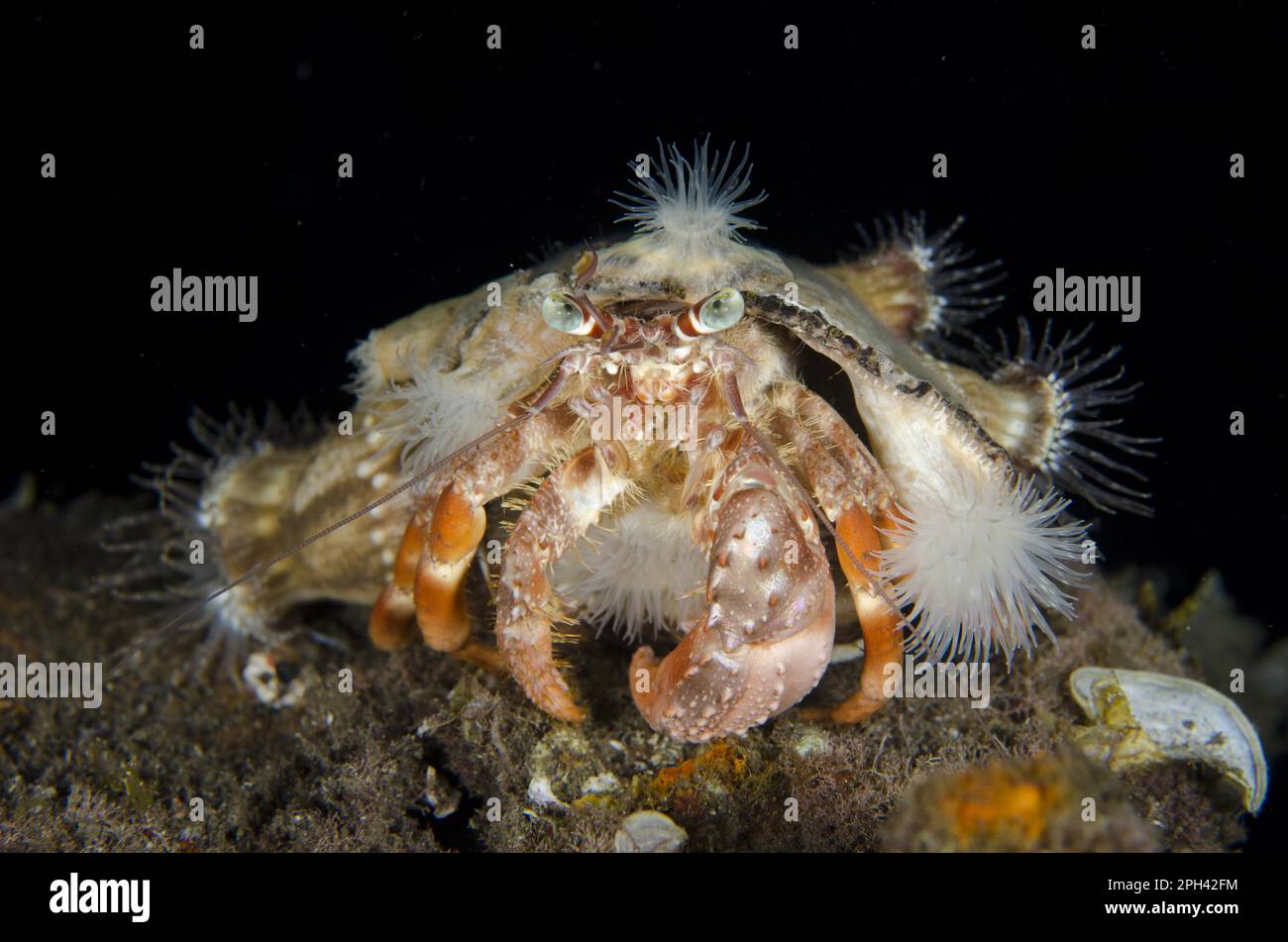 Anemone hermit crab (Dardanus pedunculatus) adult, with sea anemones