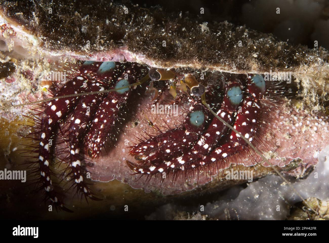 Blue-knee hermit crab (Dardanus guttatus) adult, emerging from shell, Balbulol Island, Raja Ampat Islands (Four Kings), West Papua, New Guinea Stock Photo