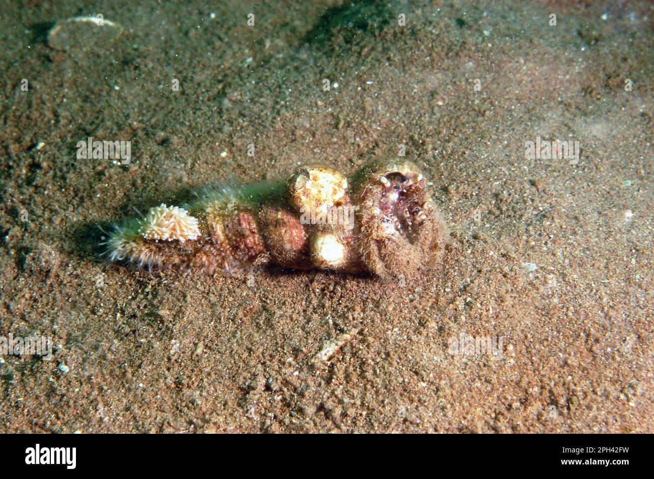 Hairy hermit crab (Pagurus cuanensis) adult, with sea snail (Cuthona nana) feeding on hydroid (Hydractinia spec.) on shell, Torbay, Devon, England Stock Photo