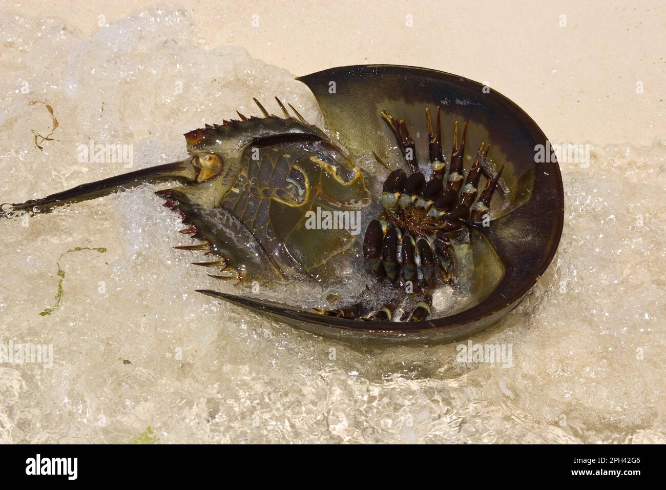 Animals, Other animals, Arrowhead crabs, Mangrove Horseshoe Crab (Carcinoscorpius rotundicauda) adult, upturned on beach, Palawan Island, Philippines Stock Photo