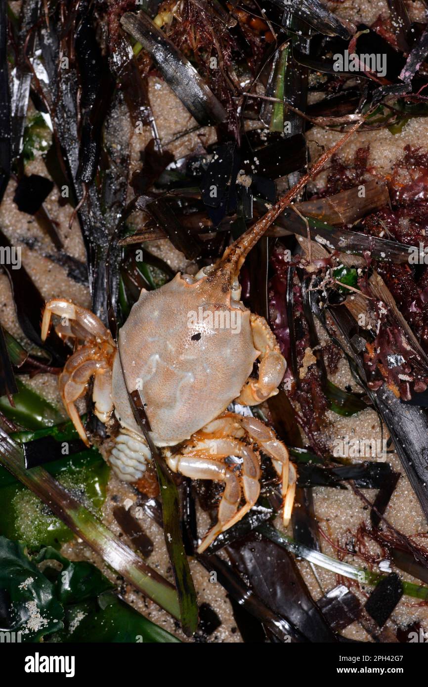 Masked Crab, Antenna Crab, Masked Crabs, Antenna Crabs, Other Animals