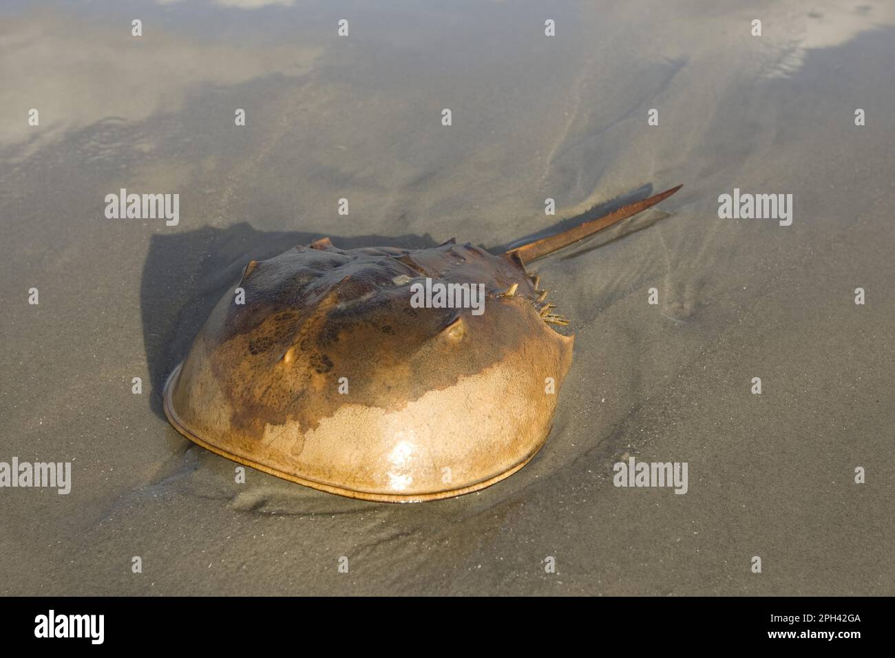 Horseshoe Crab (Limulus polyphemus) adult, on sandy beach, New Jersey