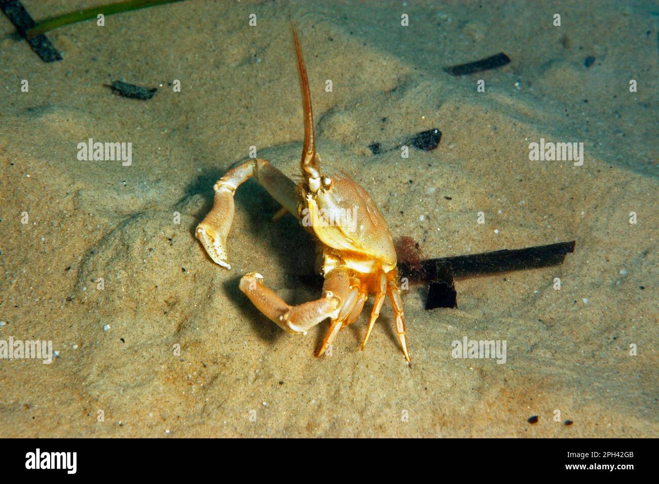 Masked Crab, Antenna Crab, Masked crabs, Antenna crabs, Other animals