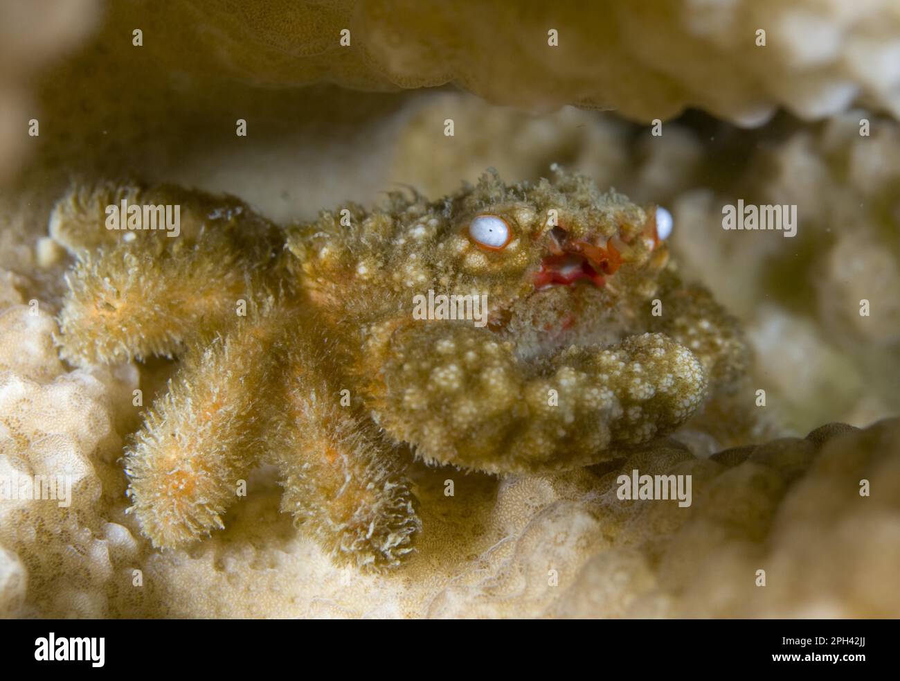 Round crab, Round crabs, Other animals, Crabs, Crustaceans, Animals, Reef Crab (Pseudoliomera speciosa) adult, Krakatau, West Java, Sunda Strait Stock Photo