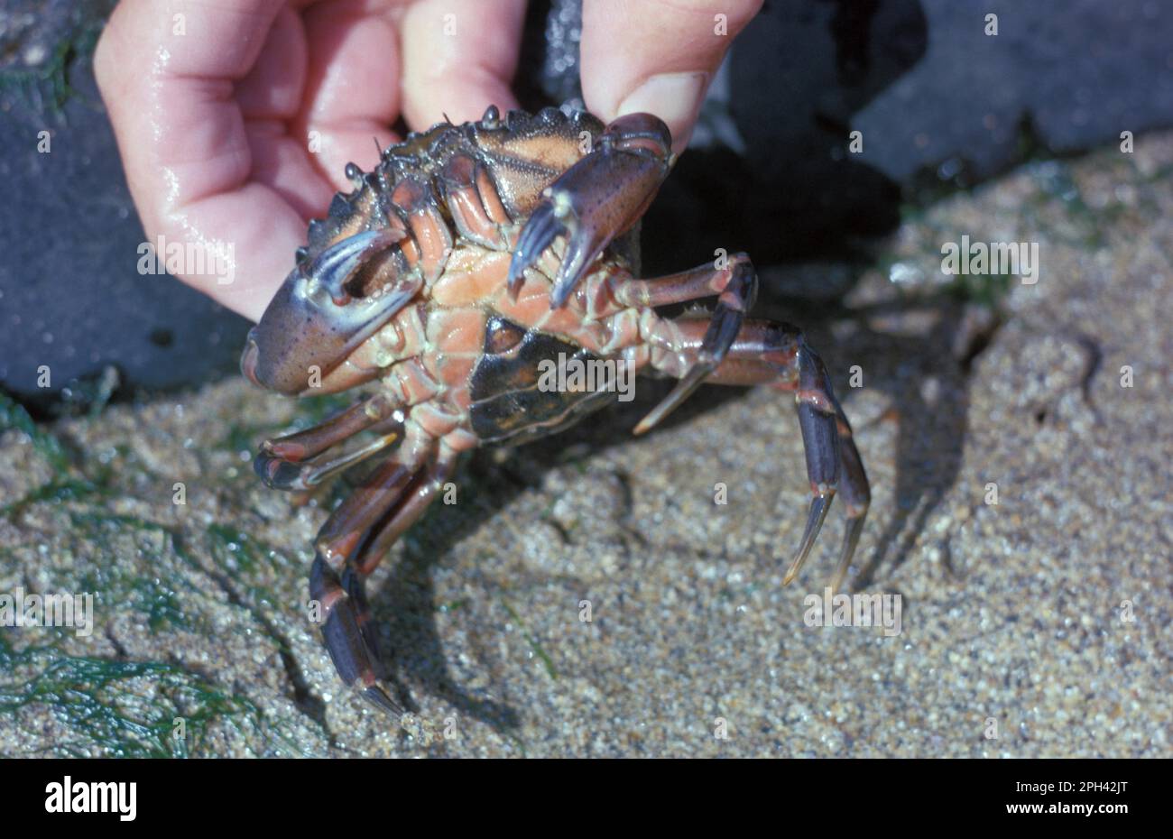 North Atlantic Beach Crab, North Atlantic Beach Crabs (Carcinus maenas), Other Animals, Crabs, Crustaceans, Animals, Shore Crab Female, underside Stock Photo