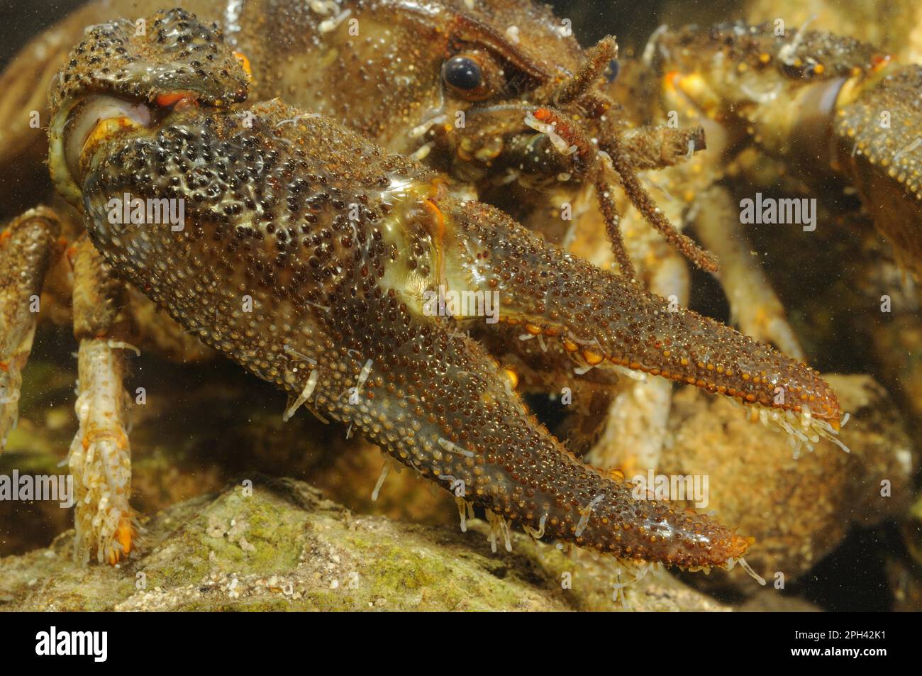 White-clawed Freshwater Crayfish (Austropotamobius italicus) adult male, close-up of claw with Parasitic Annelid (Branchiobdella astaci) Stock Photo