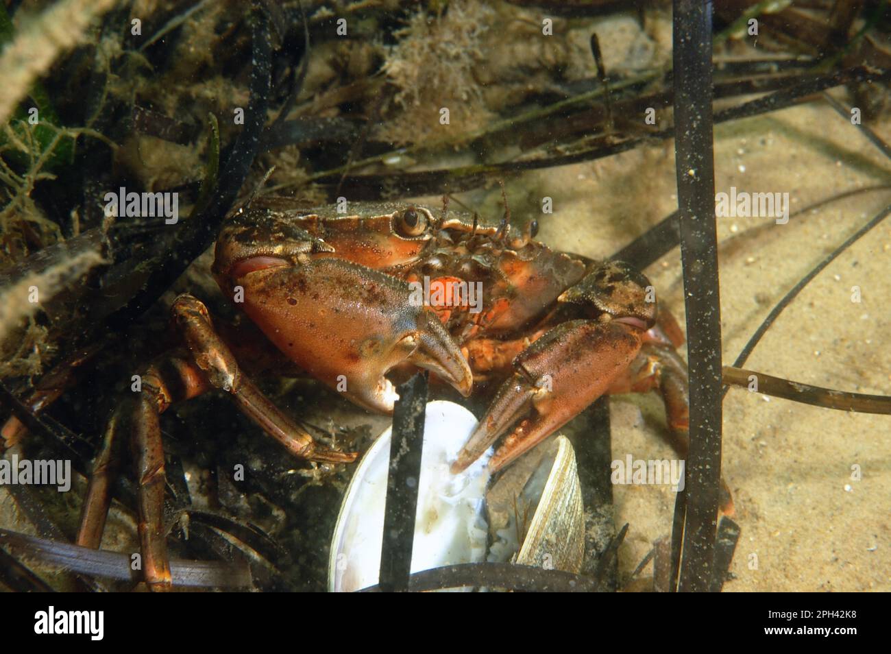 North Atlantic european green crabs (Carcinus maenas), North Atlantic Beach Crab, Other Animals, Crabs, Crustaceans, Animals, Shore Crab adult Stock Photo