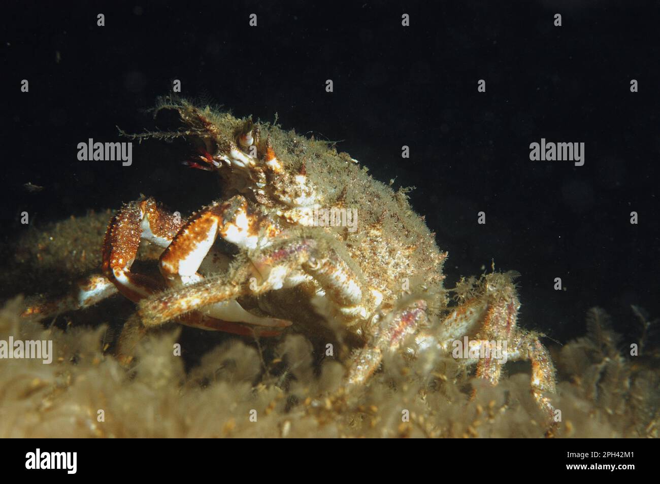 Spiny crab (Maia squinado) adult, underwater, Bournemouth, Dorset, England, United Kingdom