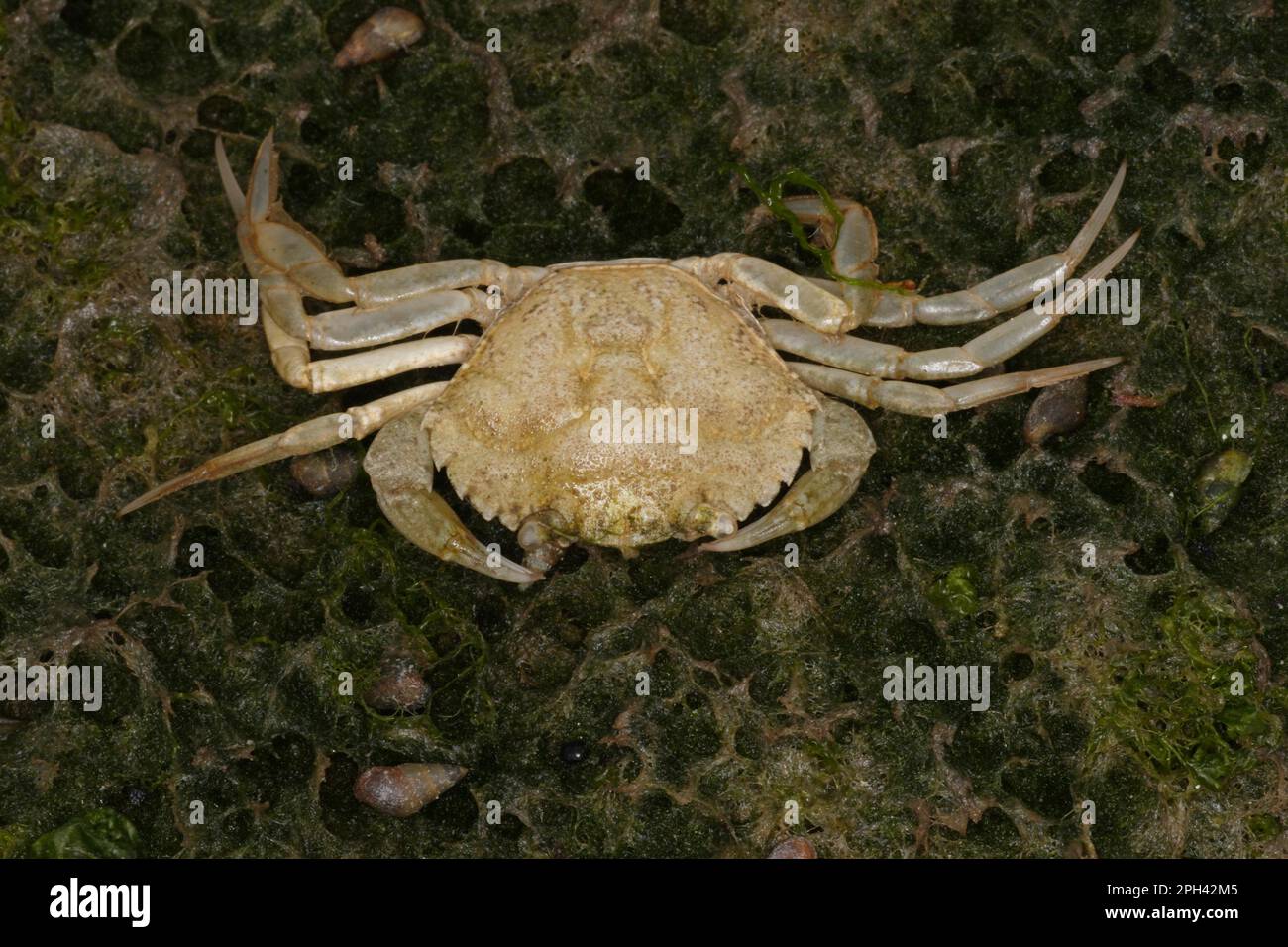 North Atlantic european green crabs (Carcinus maenas), Other animals, Crabs, Crustaceans, Animals, Shore crab moult, on saltmarsh, Poole Harbour Stock Photo
