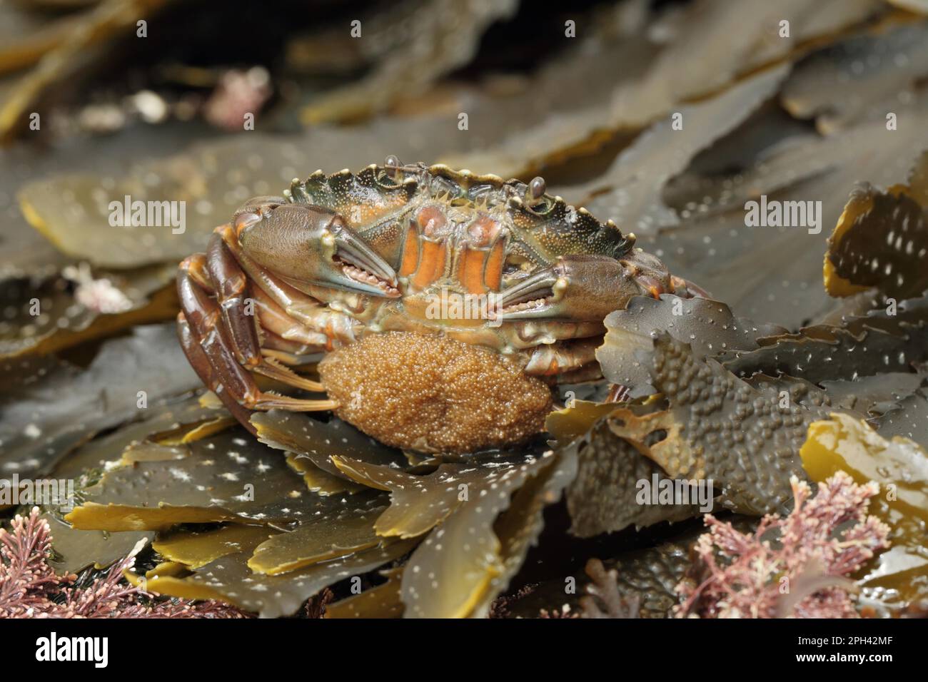 North Atlantic european green crabs (Carcinus maenas), Other animals