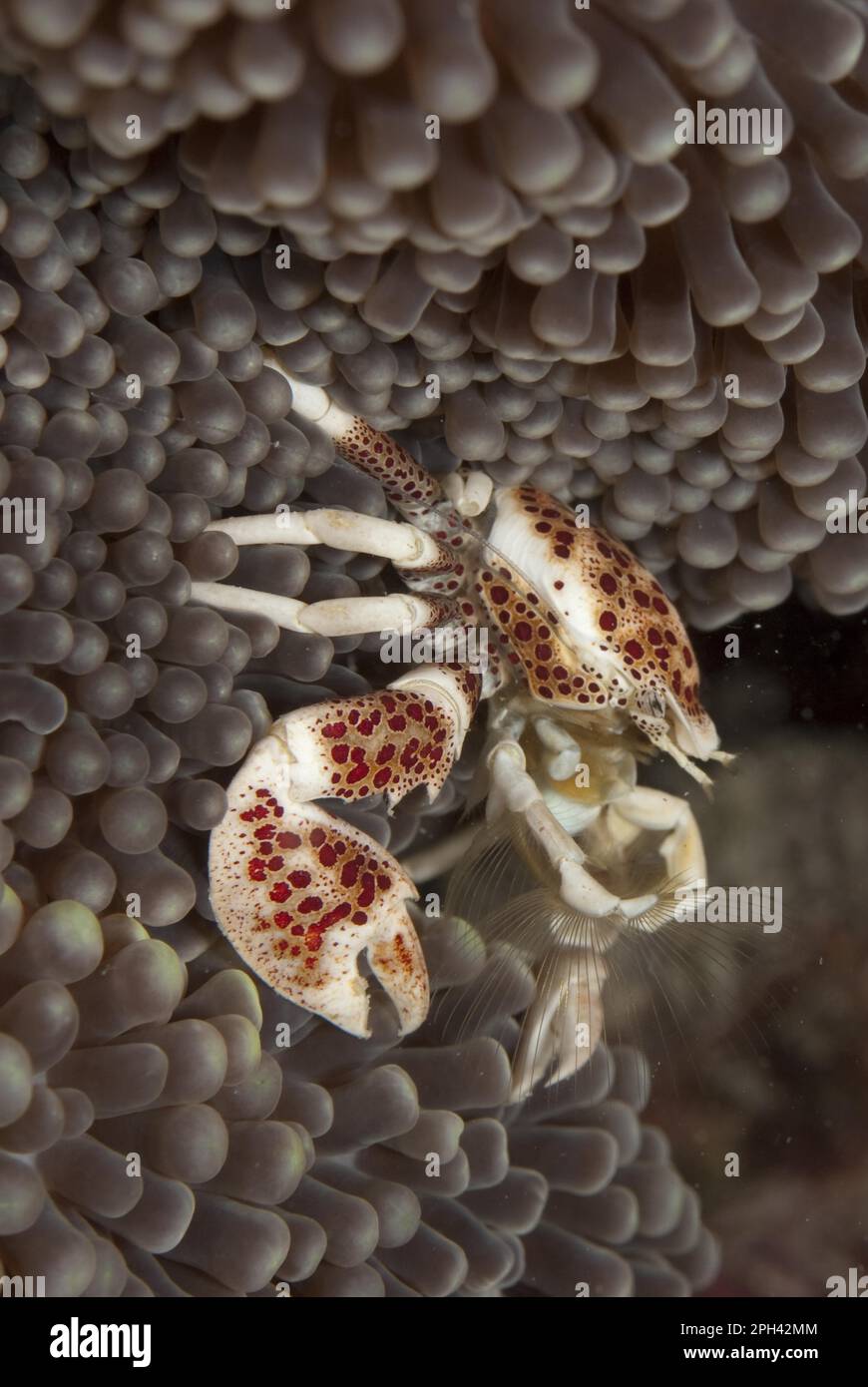 Anemone Porcelain Crab, Spotted Anemone Crab, Anemone Porcelain Crab, Spotted Anemone Crab, porcelain anemone crab (Neopetrolisthes oshimai) Oshima's Stock Photo