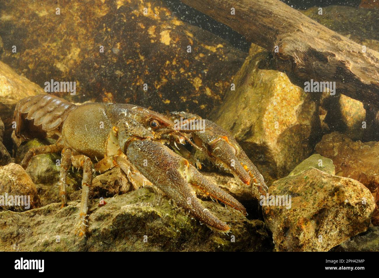 White-clawed Freshwater Crayfish (Austropotamobius italicus) adult male, with with Parasitic Annelid (Branchiobdella astaci) ectoparasites attached Stock Photo