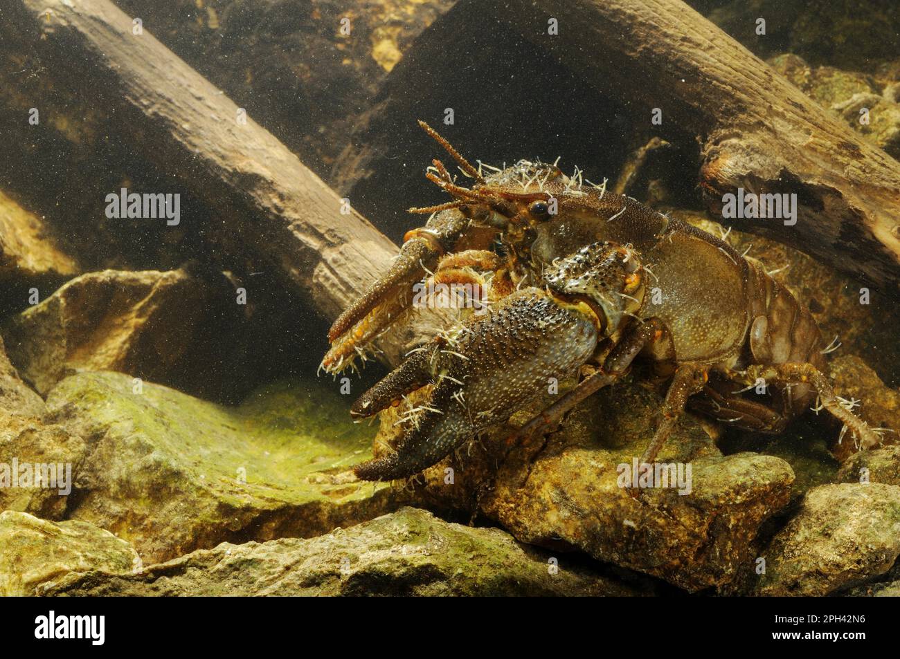 White-clawed Freshwater Crayfish (Austropotamobius italicus) adult male, with Parasitic Annelid (Branchiobdella astaci) ectoparasites attached, Italy Stock Photo