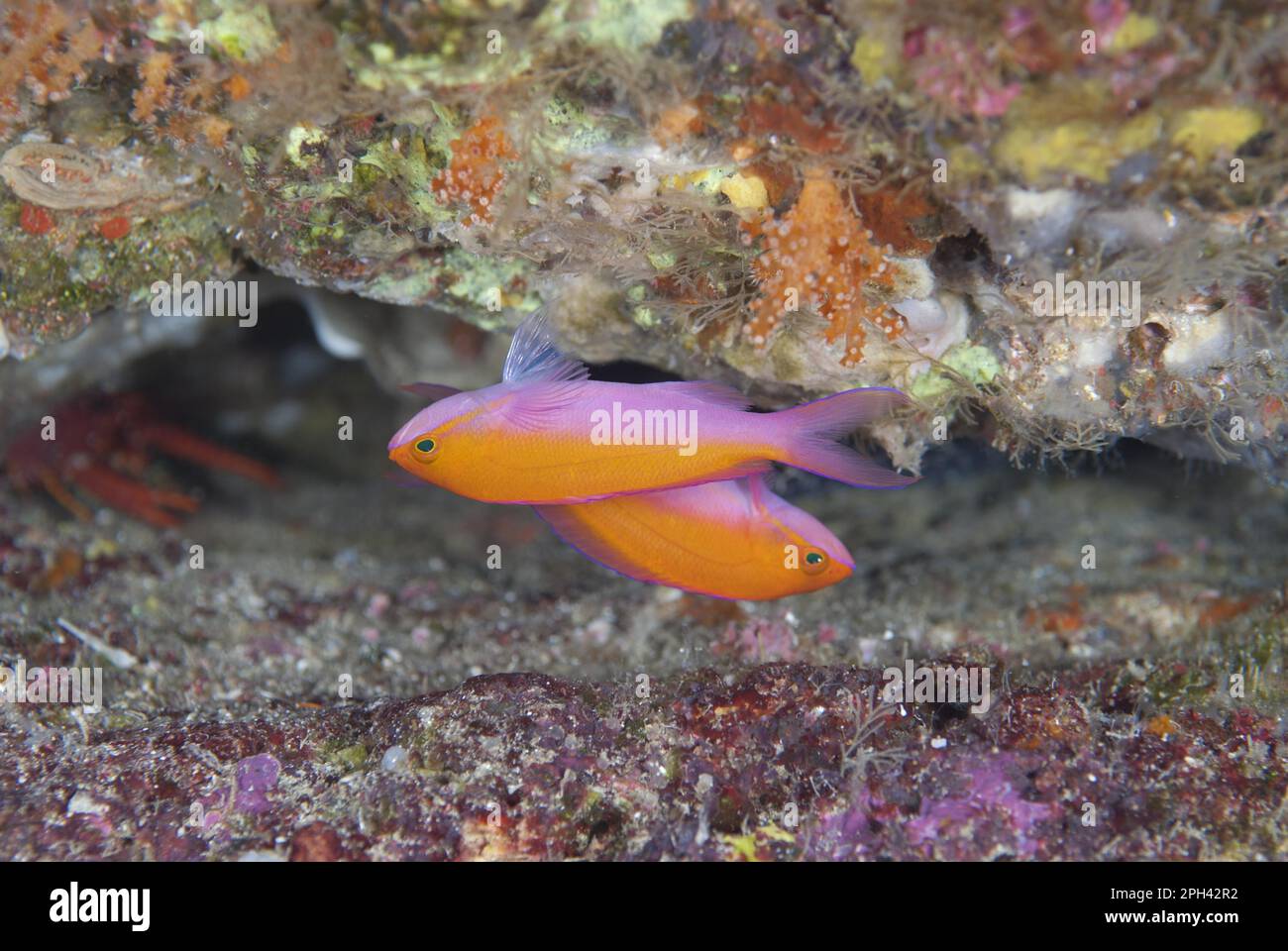 Bicolour Anthias (Pseudanthias bicolor) two adults, swimming upside-down in reef, Batu Kapal, Bandaneira, nea, Other animals, Fishes, Animals Stock Photo