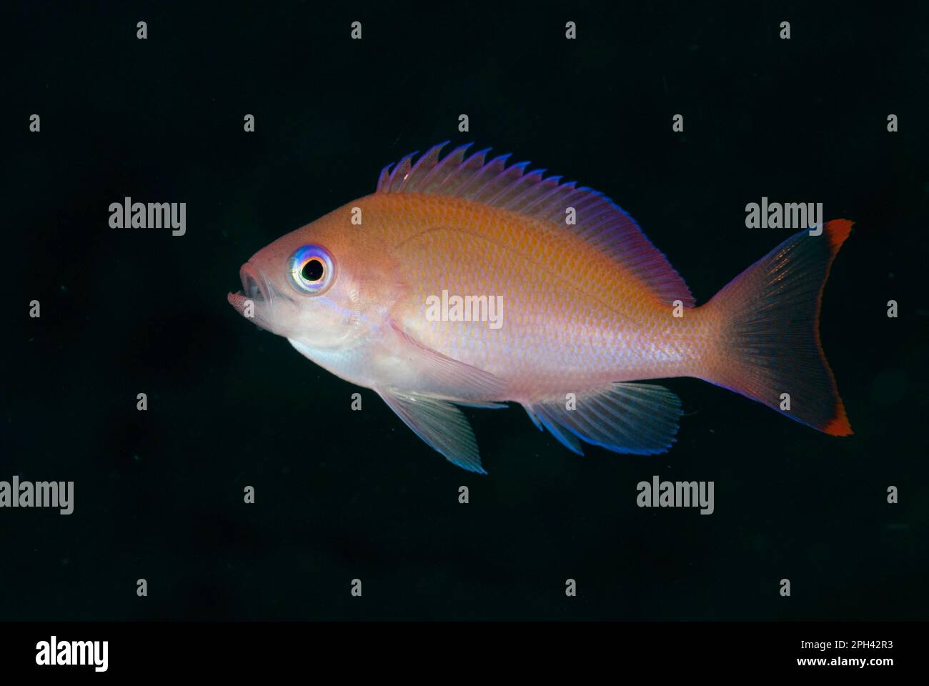 Flagfish, stocky anthias (Pseudanthias hypselosoma), Seabass, Other animals, Fish, Animals, Stocky Anthias adult female, swimming, Lembeh Straits Stock Photo