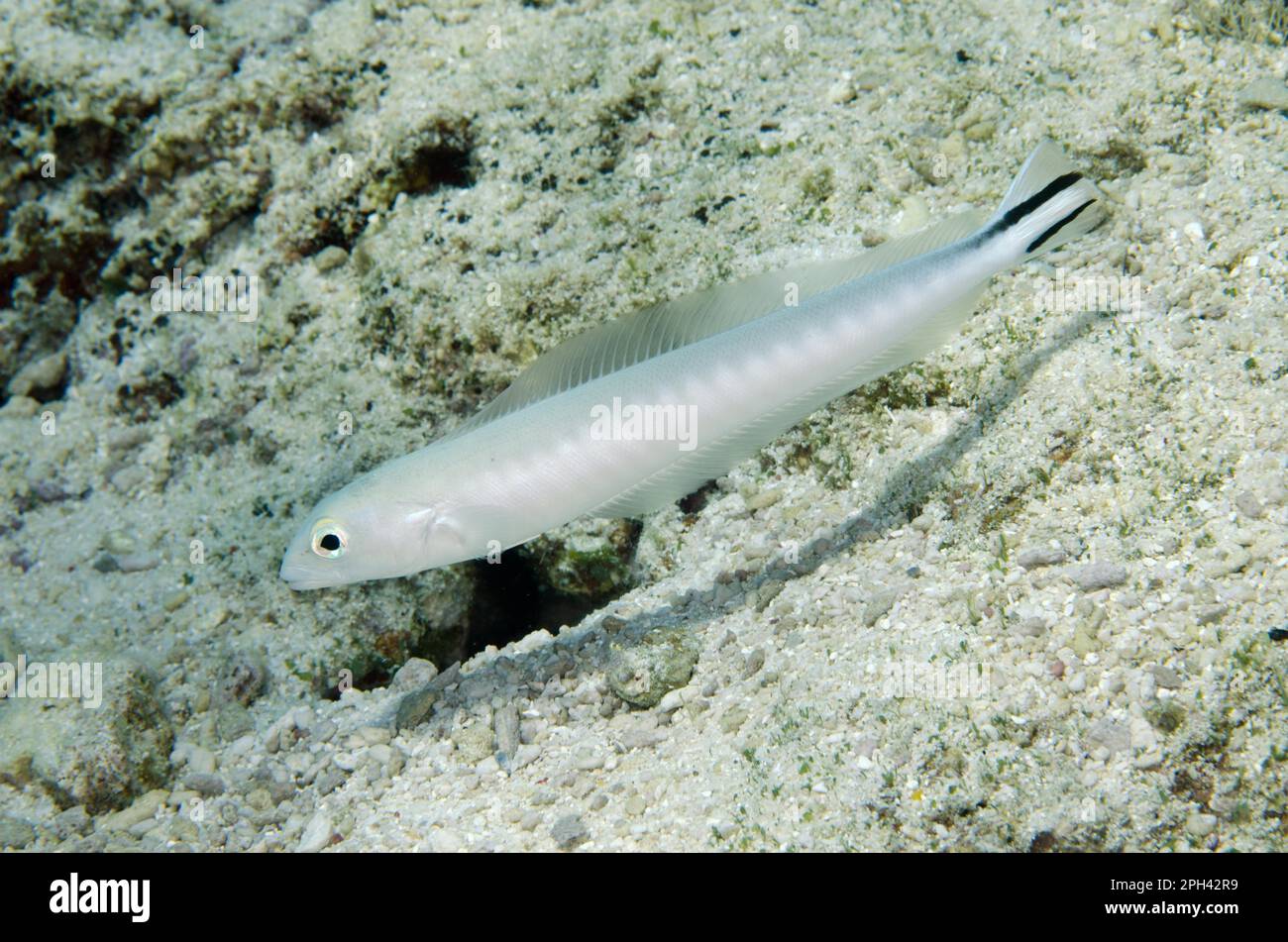 Torpedo perch, Other animals, Fish, Perch-like, Animals, Flagtail Blanquillo (Malacanthus brevirostris) adult, swimming, Southwest Reong, Wetar Stock Photo