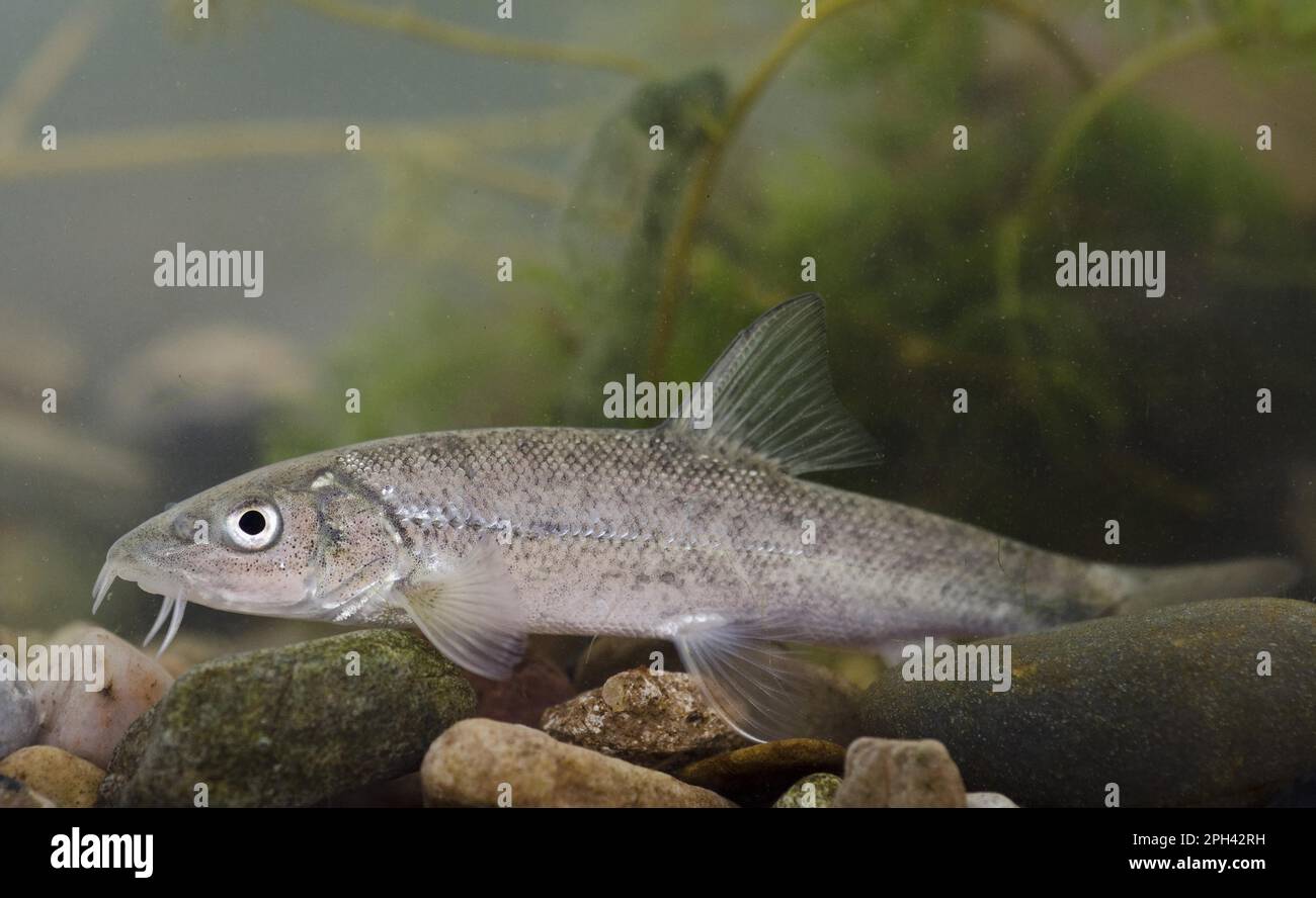 Common Barbel (Barbus barbus) young, in tank, Nottingham