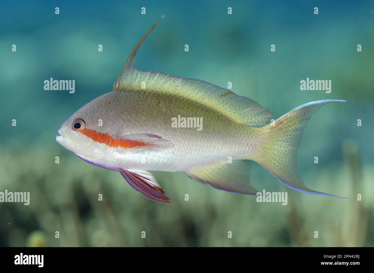 Flagfish, threadfin anthias (Pseudanthias huchtii), Seabass, Other animals, Fish, Animals, Threadfin Anthias adult male, swimming, Tanjung Muara Stock Photo