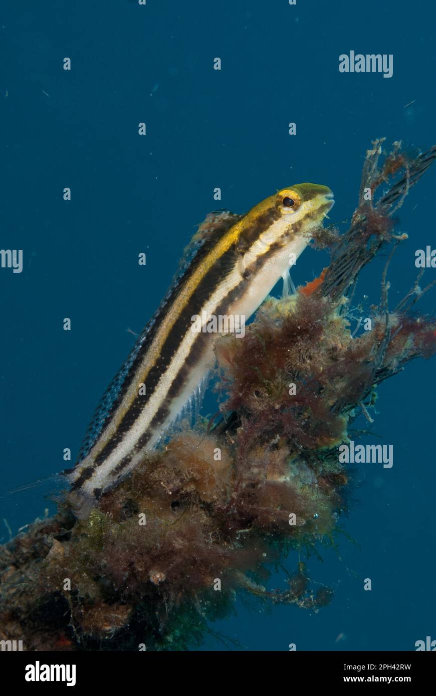 Sabretooth blenny, Sabretooth blennies, Other animals, Fish, Animals, Blennies, Lined Fangblenny (Meiacanthus lineatus) adult, resting on coral Stock Photo