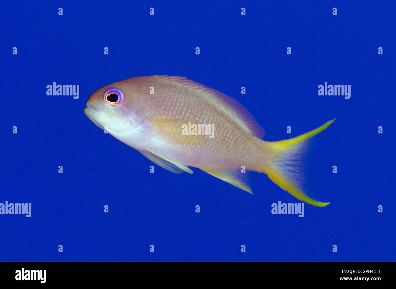 Jewel Flagfish, Harem Flagfish, pseudanthias sp (Pseudanthias), Harem Flagfish, Sawfish, Other Animals, Fish, Animals, Lyretail Anthias squami Stock Photo