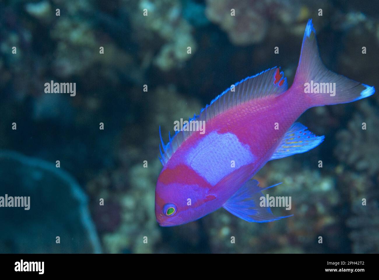 Flagfish, squarespot anthias (Pseudanthias pleurotaenia), Seabass, Other animals, Fish, Animals, Squarespot Anthias adult, swimming in reef, Wetar Stock Photo