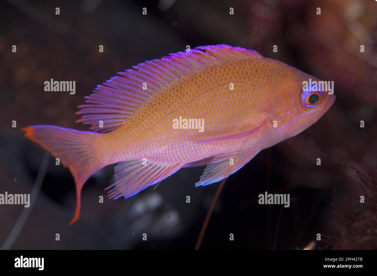 Flagfish, stocky anthias (Pseudanthias hypselosoma), Seedfish, Other animals, Fish, Animals, Stocky Anthias adult, swimming in reef, Seraya Beach Stock Photo