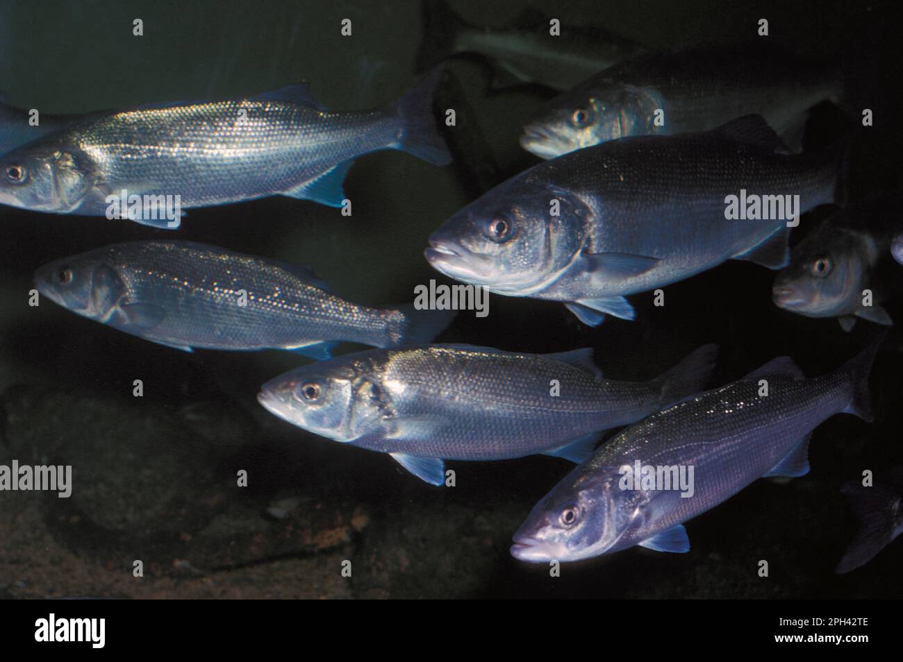 European basses, European sea bass (Dicentrarchus labrax), Other animals, Fish, Perches, Animals, Bass Shoaling Stock Photo