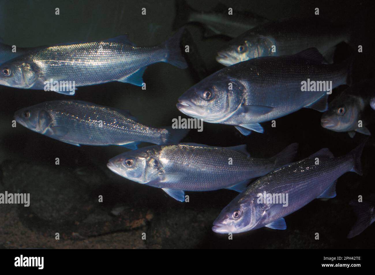 European basses, European sea bass (Dicentrarchus labrax), Other