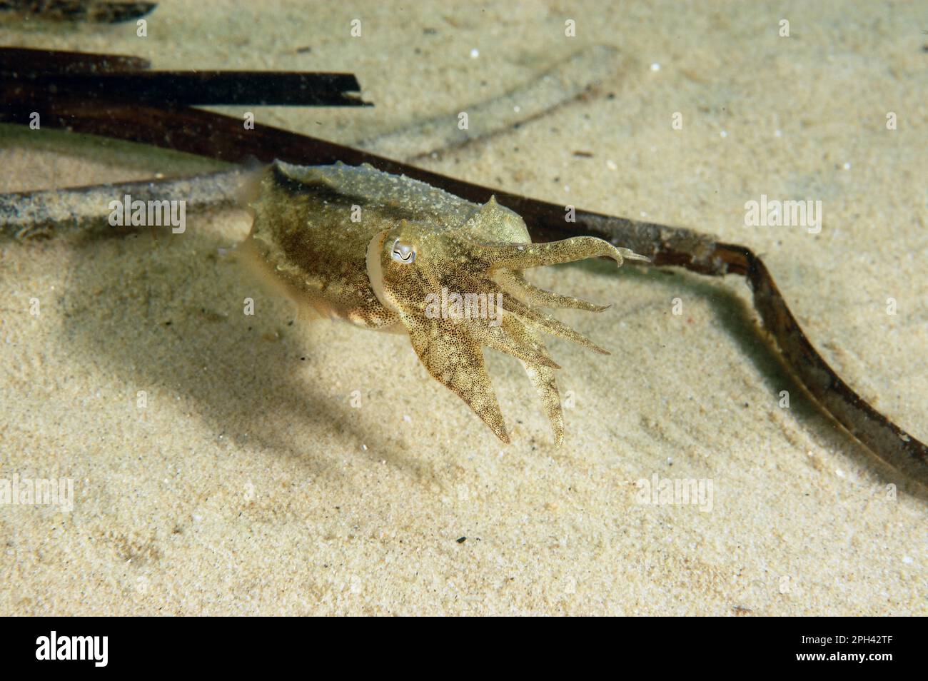 Common cuttlefish (Sepia officinalis), Common squid, Other animals, Cephalopods, Animals, Molluscs, Common Cuttlefish juvenile, swimming over sandy Stock Photo