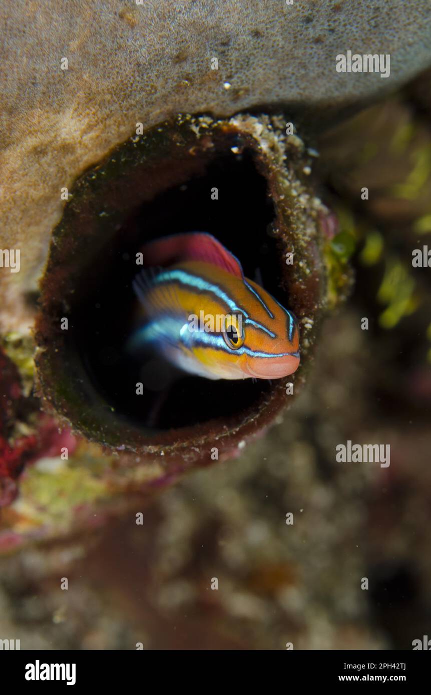 Blue-striped Fangblenny (Plagiotremus rhinorhynchos) orange form, adult, sheltering in hole, Horseshoe Bay, Nusa Kode, Rinca Island, Komodo N. P. Stock Photo